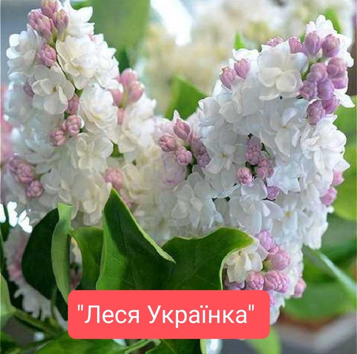 Бузок різні сорта