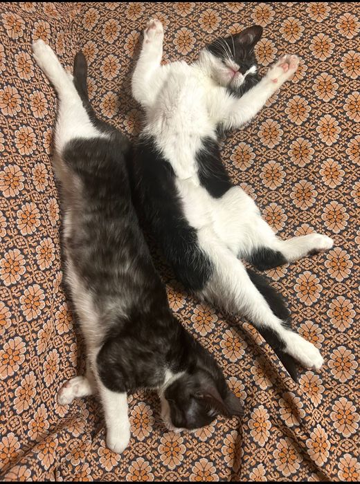 Oddam kotki w dobre ręce