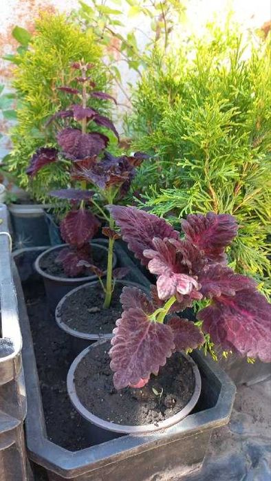 Продам инжир/жакаранду/авокадо/розы/гибискус/хризантемы/колеусы и др