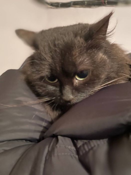 Тендітна красуня Пепсі шукає дім