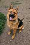 Ok. 3 letnie Jerry w typie ON gotowy do adopcji