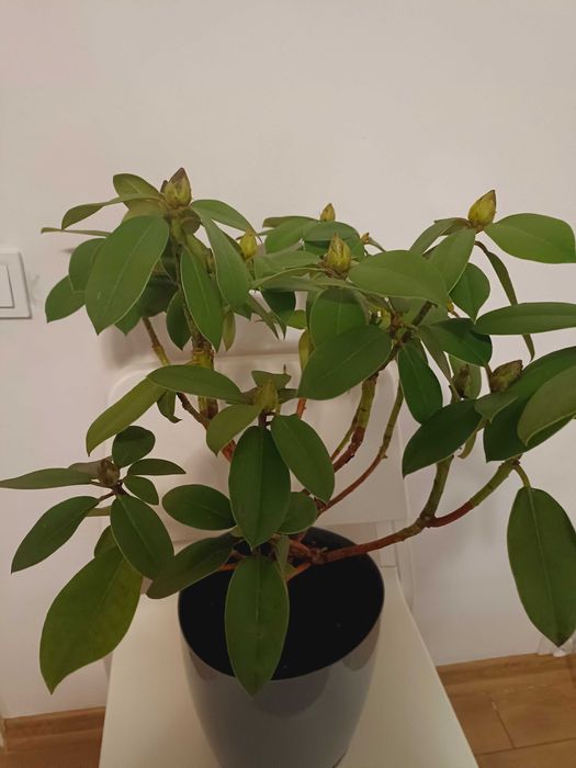 Piękny rododendron w doniczce