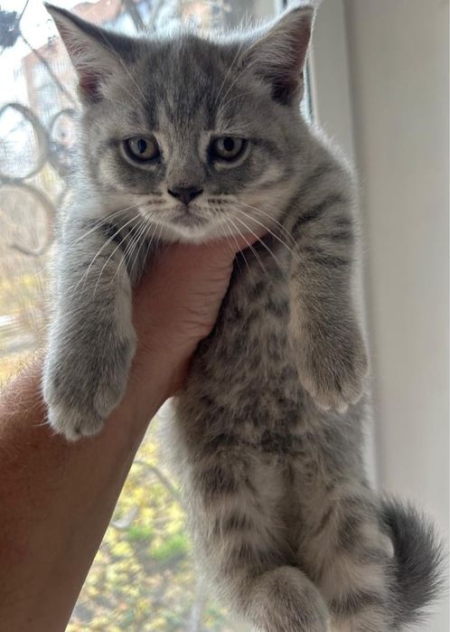 Шотландские мраморные котята