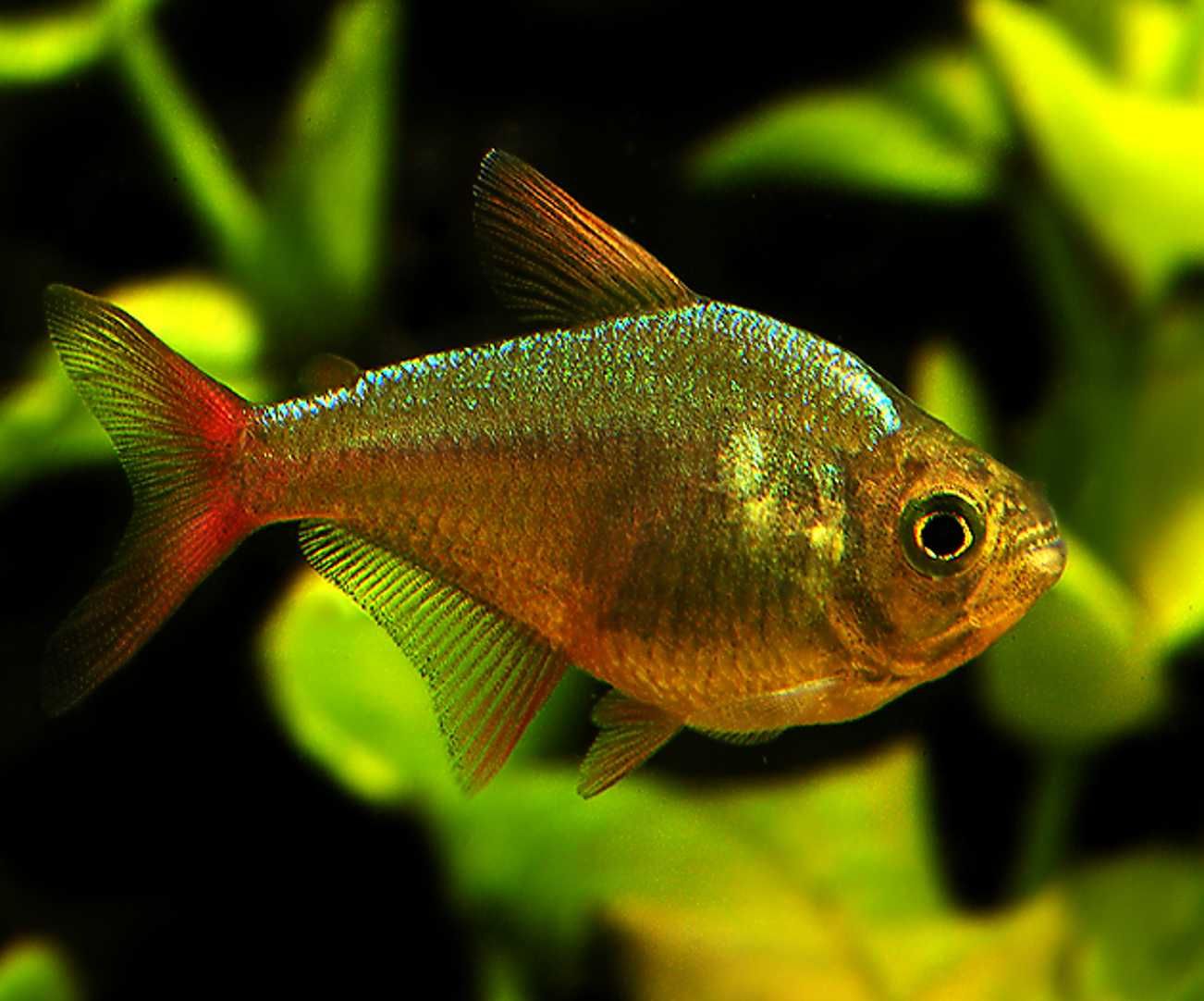 Bystrzyk kolumbijski - Hyphessobrycon columbianus - dowóz, wysyłka