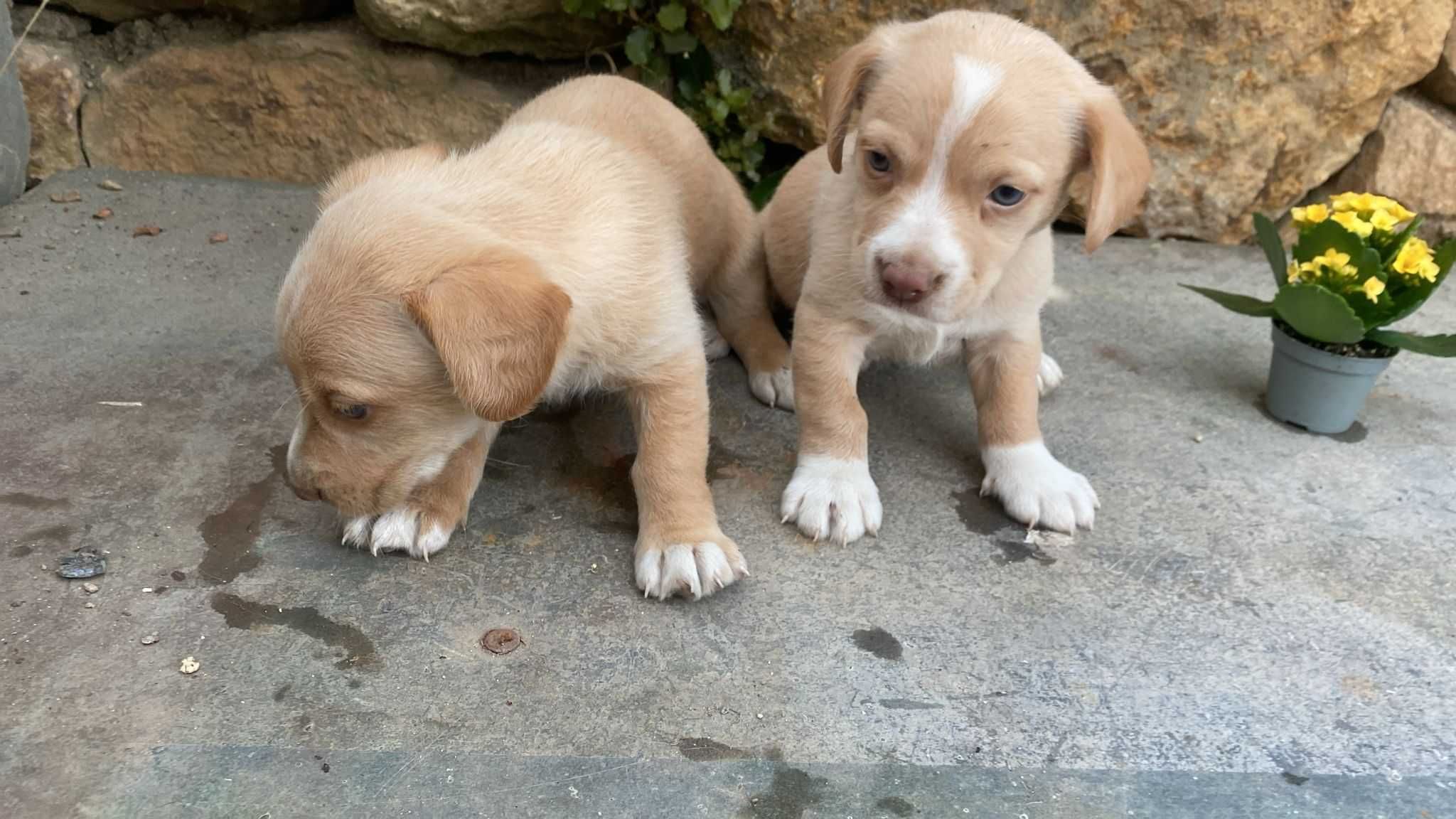 Floco e Bobi - Bebés para Adopção