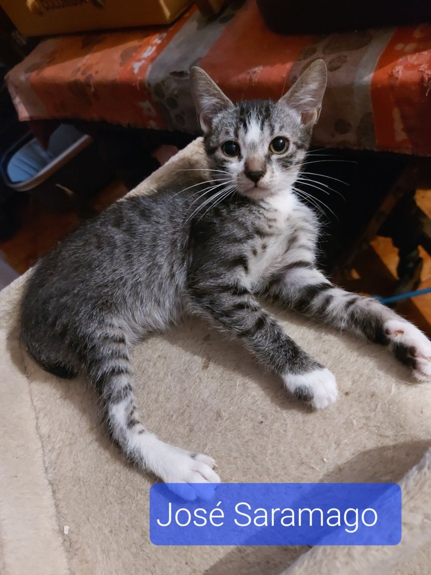 Gatinhos bebés para adoção