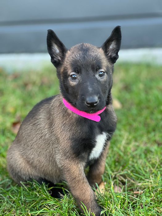 Szczeniaki owczarek belgijski
