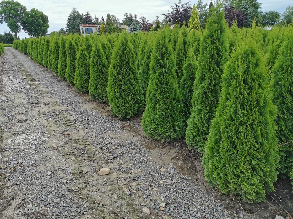 Tuja szmaragd 180-200cm tuje szmaragdowe szmaragdowa