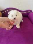 Szpic miniaturowy Pomeranian piesek