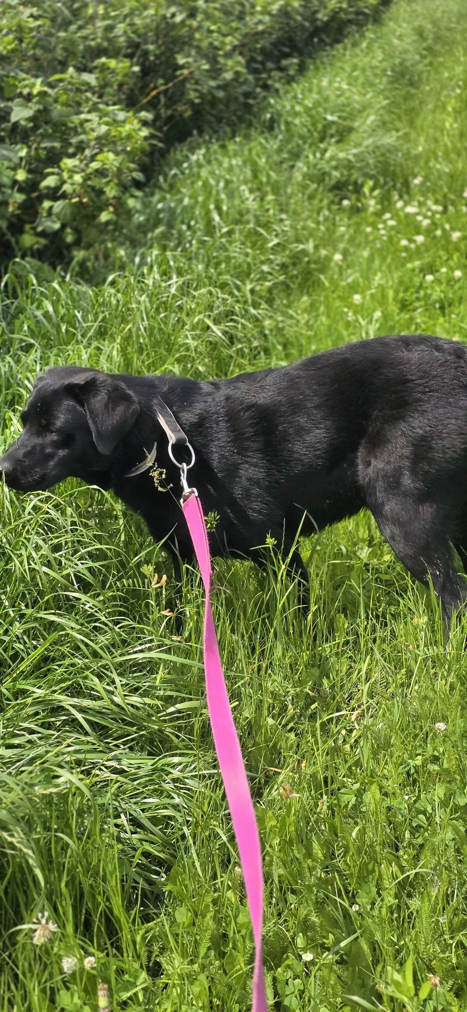 Frolic w typie Labradora