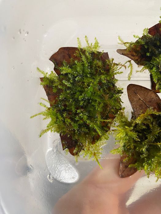 Mech China Moss Vesicularia sp. do akwarium lub paludarium