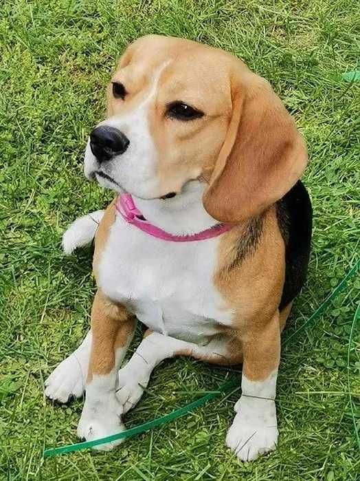 Cudowny szczeniak beagle po championie ZKwP (FCI) gotowy na nowy dom