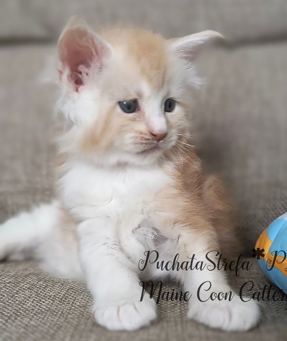 Maine coon rodowód Fife Fpl