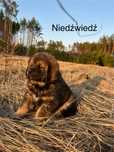 Niedźwiedź szczenię mastif tybetański FCI