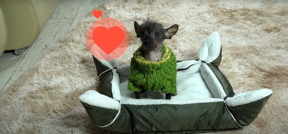 Лежак Коврик Лежанка Для Собак Котов Все размеры Водонепроницаемый