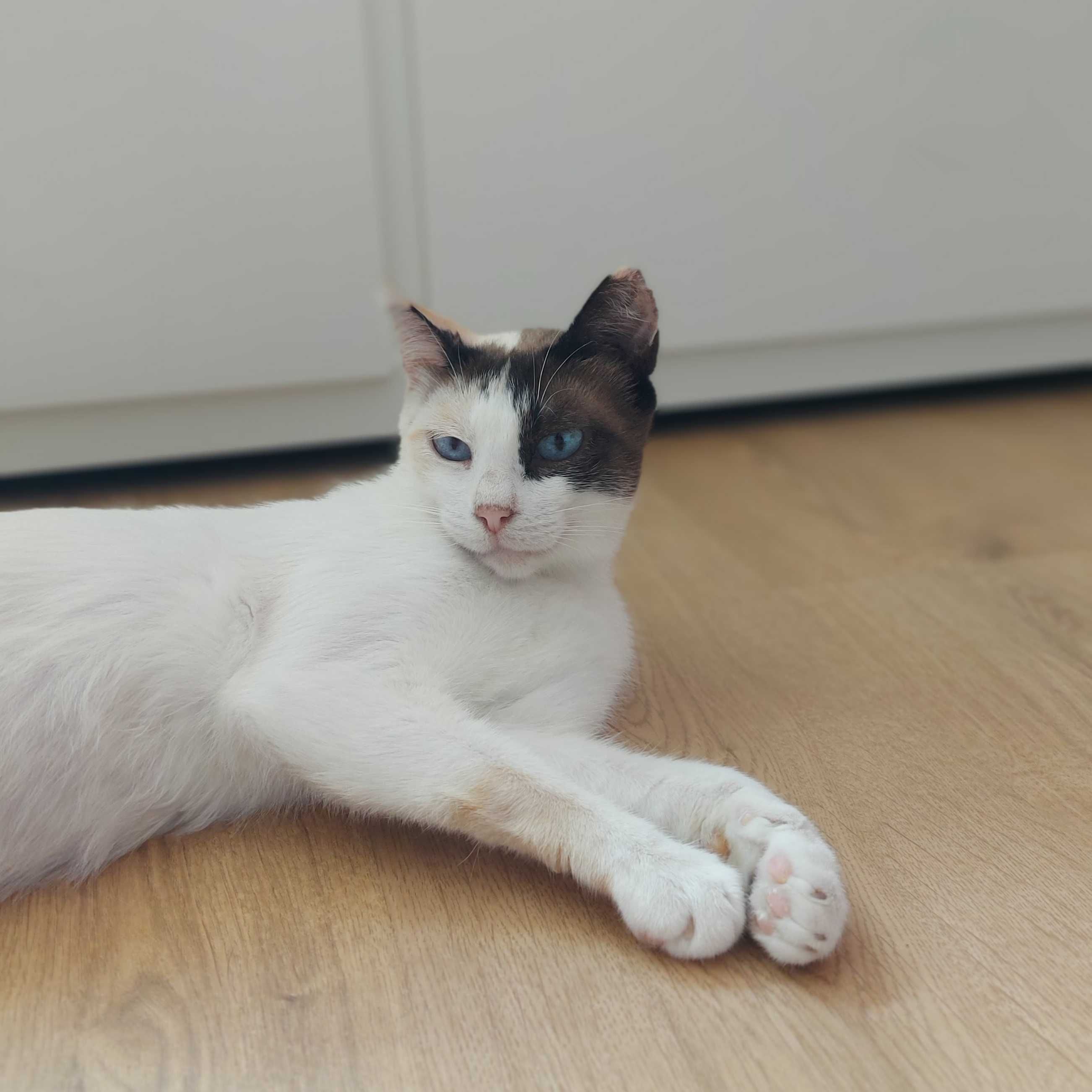 Setúbal / Margem Sul / Lisboa — DIDI, gatinha para adoção