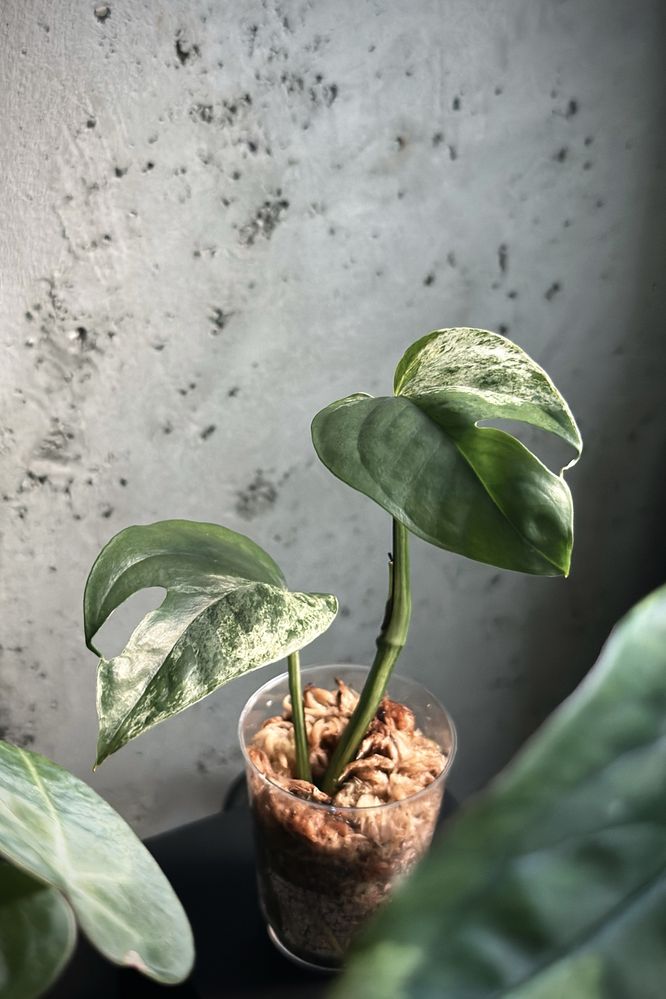 Epipremnum pinnatum variegata ‚Marble King’ - kolekcjonerskie Epi