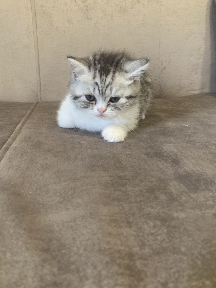 Продам котят  британских