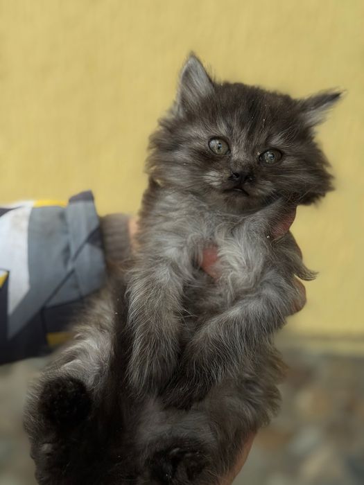 Домашні кошенята