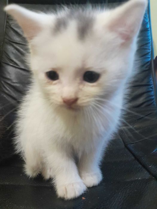 Кошенята шукають дім