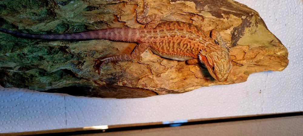 Agamy brodate młode