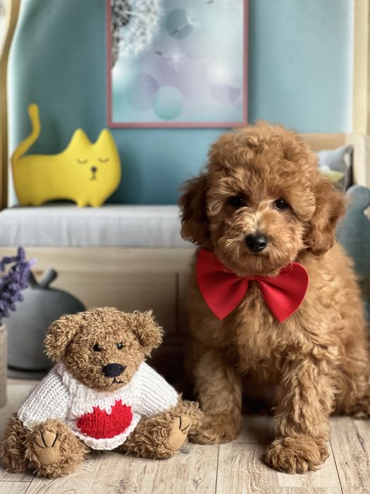 Пудель мальчик миниатюра