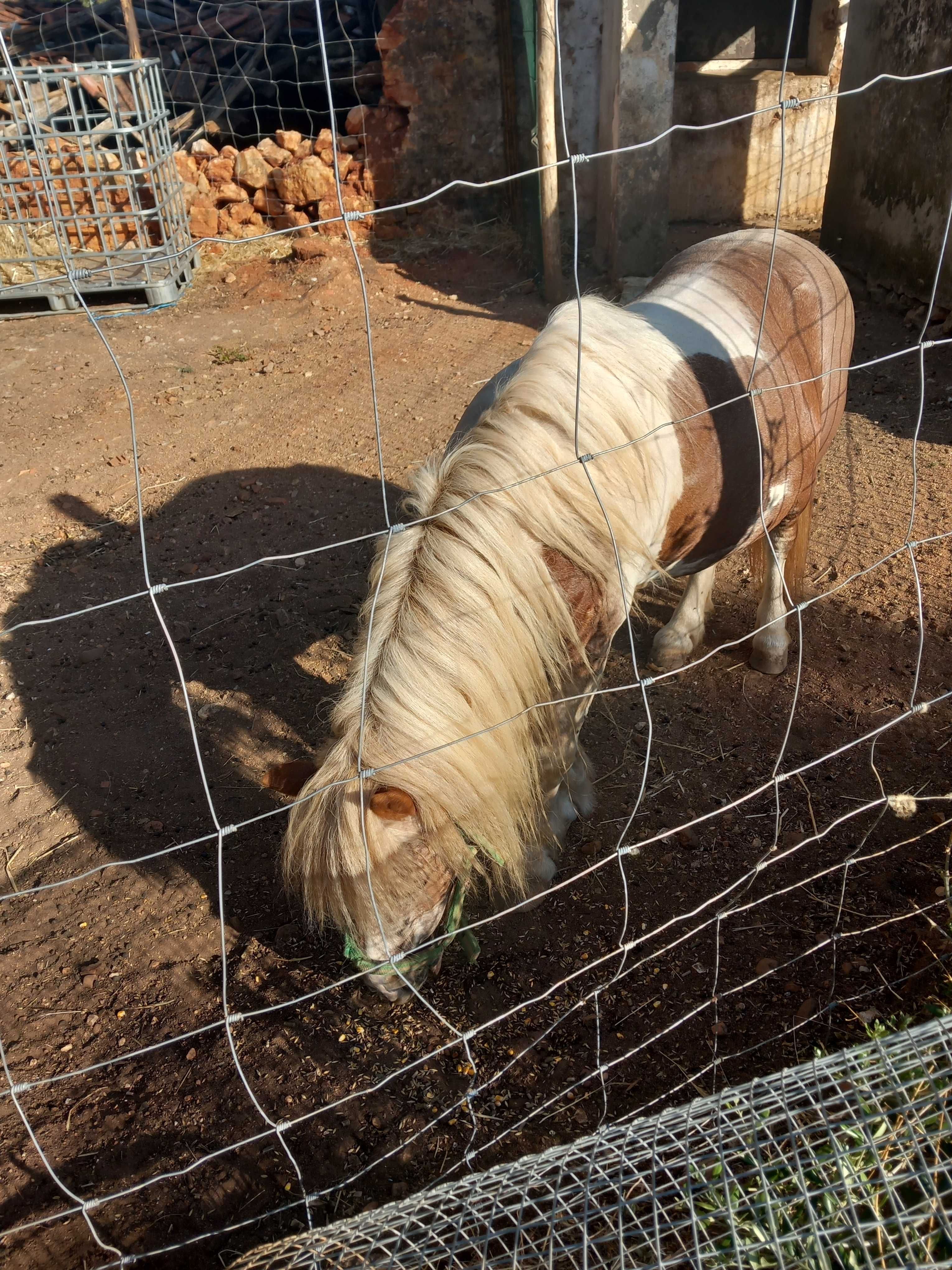 Poney  para venda