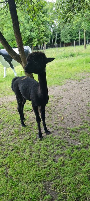 Alpaka Huacaya Samiec 1 rok Czarny dobrej budowy