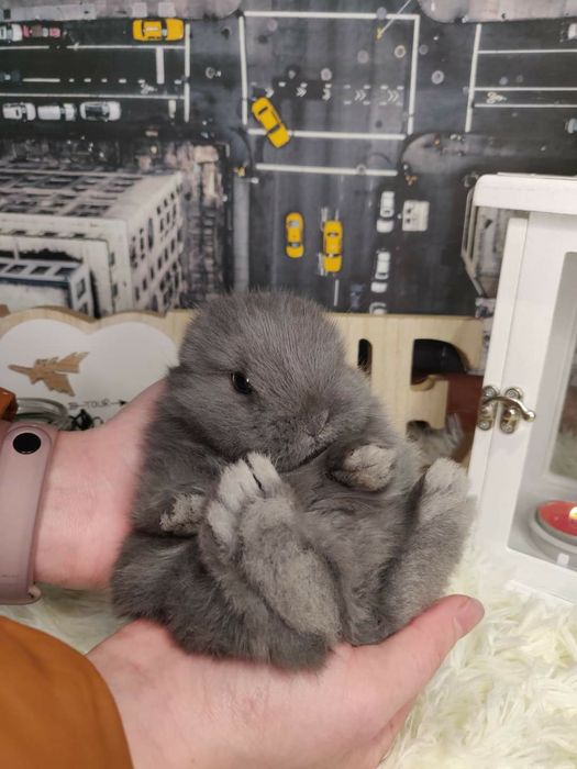 Króliczki Mini Lop. Króliczek karzełek, miniaturka.