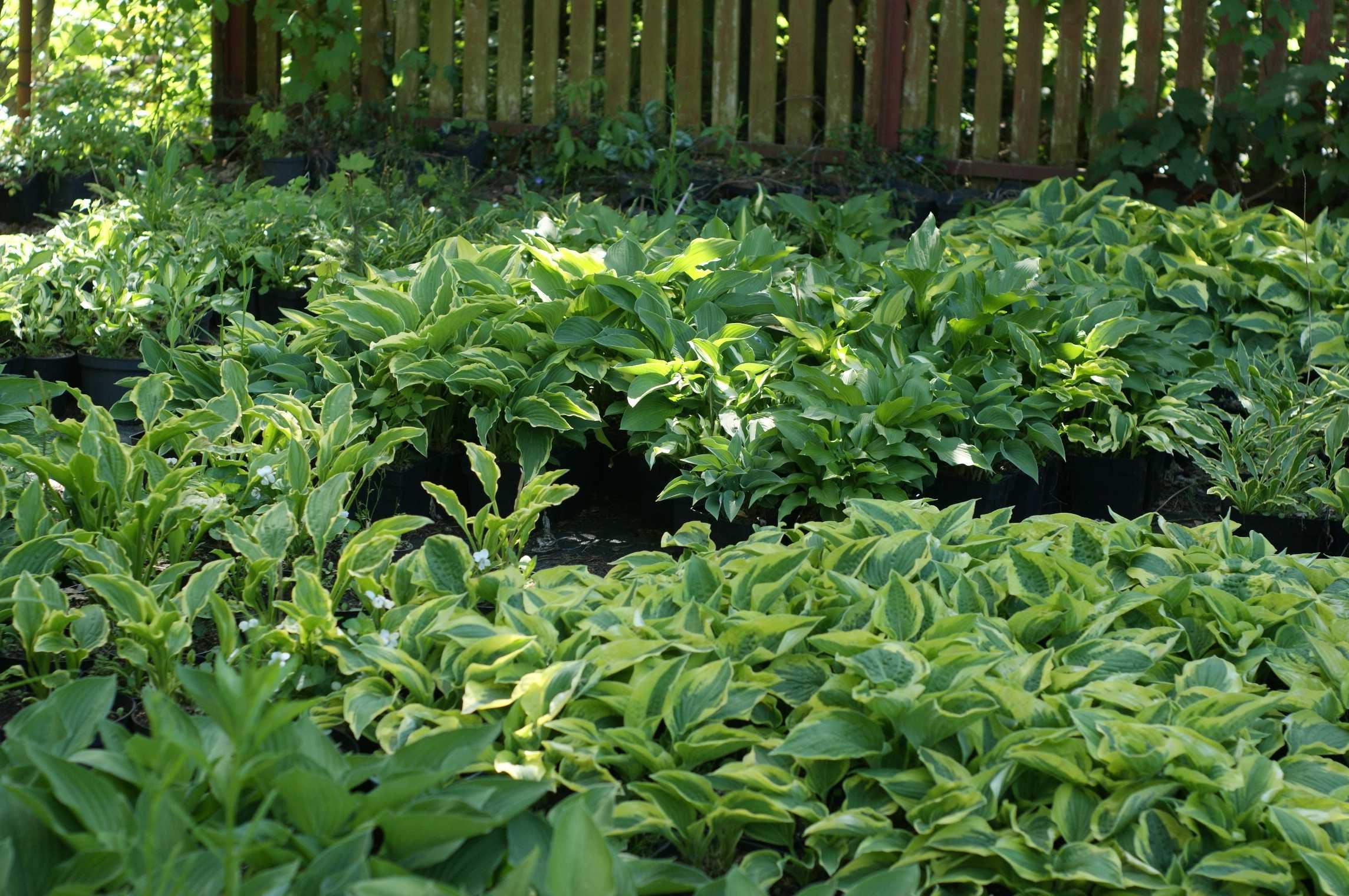Funkia hosta funkie