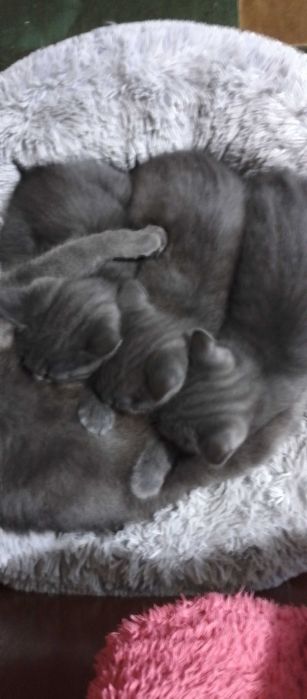 Кошеня в добрі руки безкоштовно