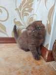 Шотландский вислоухий мальчик, шоколадный
