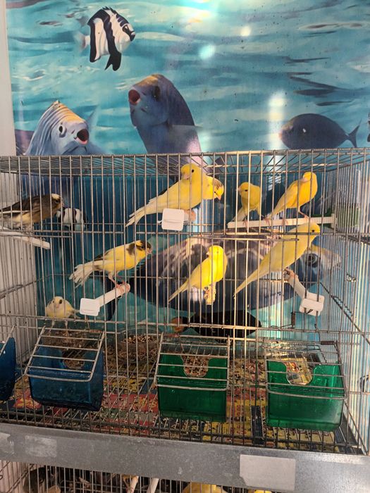 Canários miniaturas espanhois e llarguets