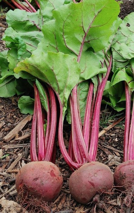 na taśmie Burak ćwikłowy CZERWONA KULA 2 - 6 m taśmy (Beta vulgaris L)