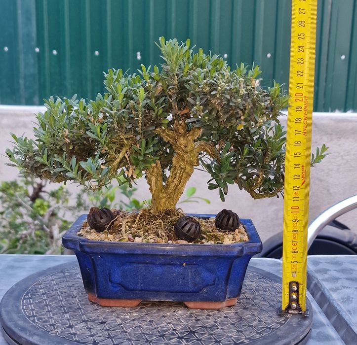 Bonsai Buxus Harlandii