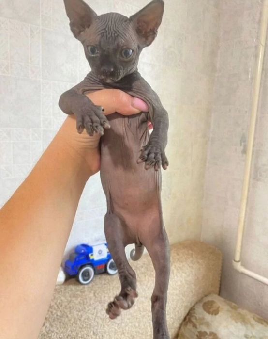 Кошенята канадського сфінкса