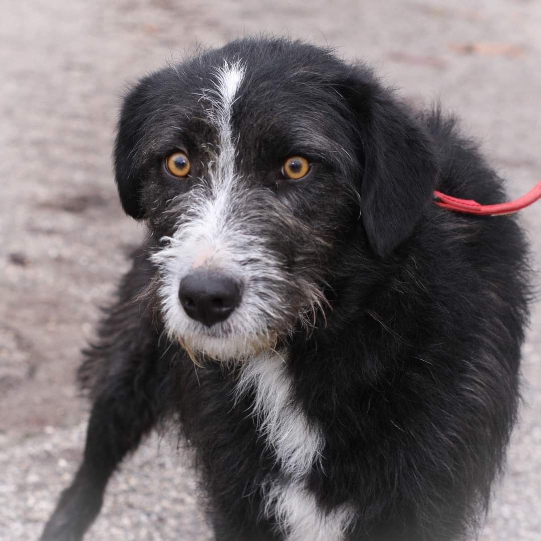 Rocky- Resgatado pela Condeixa Patudos