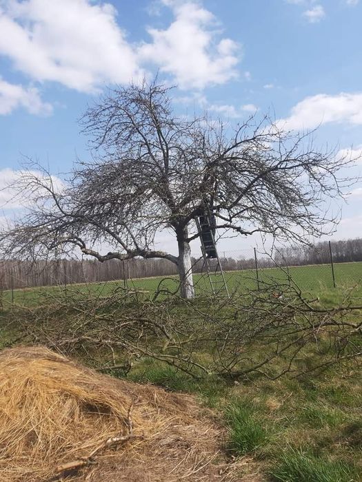 Przycinanie drzew owocowych/ wycinka/sprzątanie działek