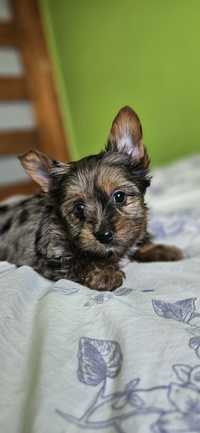 Yorkshire terrier piesek merle