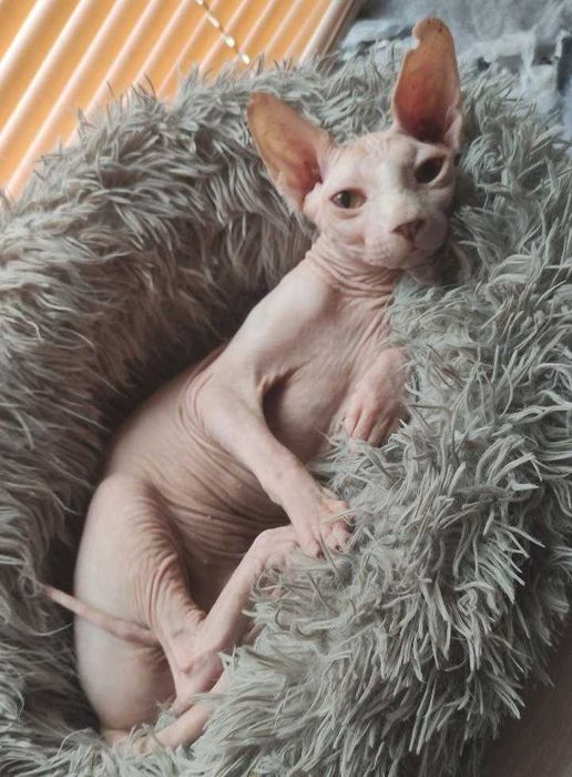 Розовый котик-красавчик с жёлтыми глазками.Гарик, возраст 5+ лет.