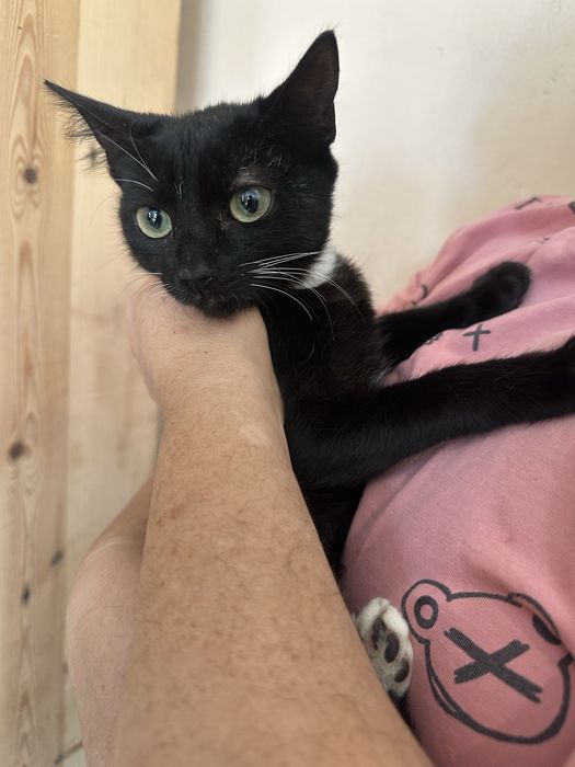 Кошенятка шукають найкращий дім