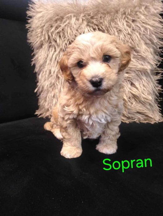 Szczeniaczek Maltipoo