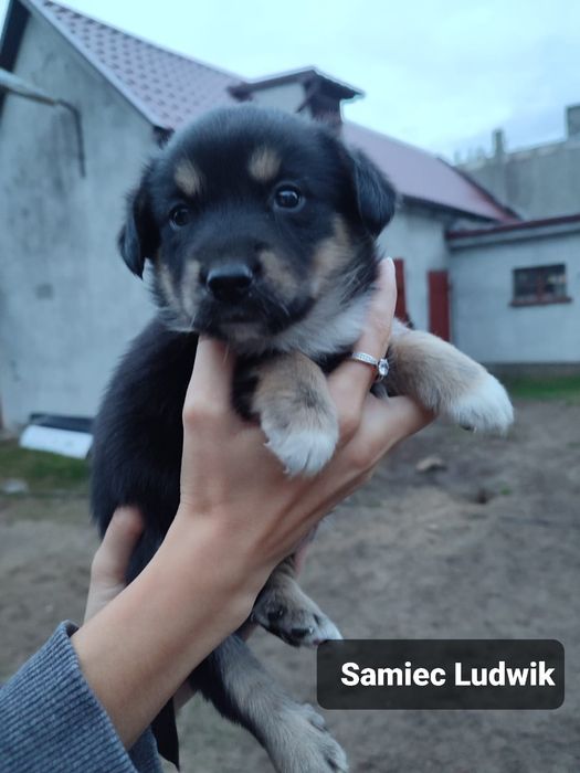 Szczeniak do adopcji