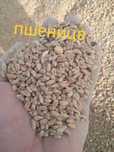 Продам пшеницу..