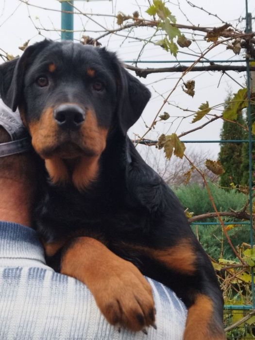 Цуценята Ротвейлера