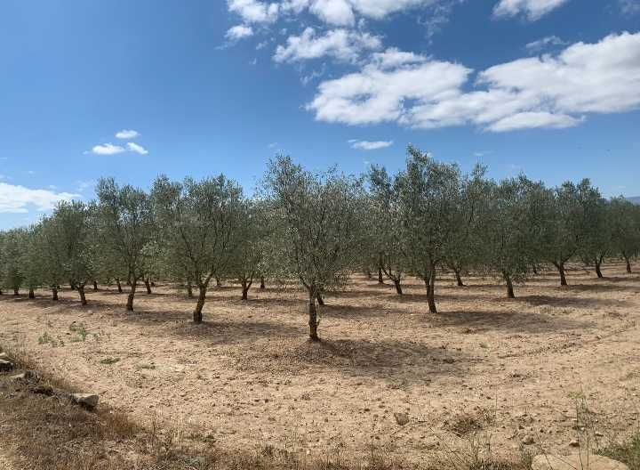 Terreno rústico com oliveiras e cerejeiras   em Carnicães/Trancoso
