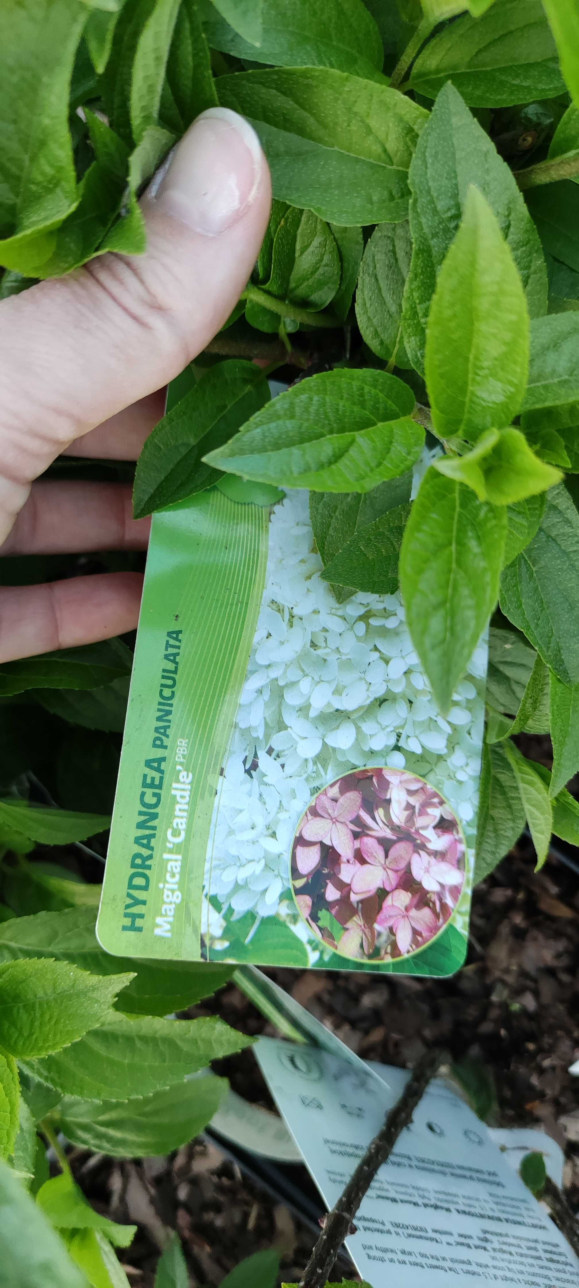 Hortensja bukietowa Hydrangea paniculata różne odmiany