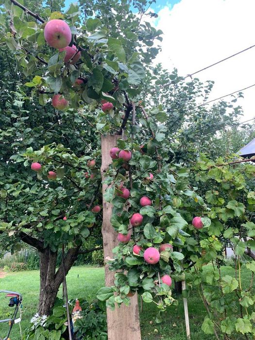 Обрезка деревьев, плодового сада. Химические обработки