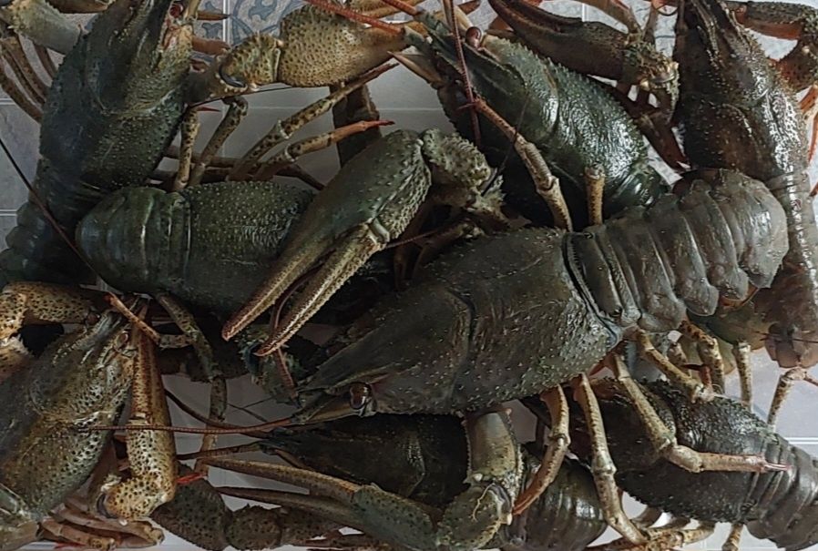 Свіжі живі дикі раки