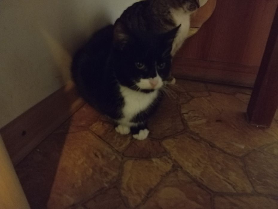 Młode koty do oddania